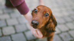 New Company Sells Dog IQ Test