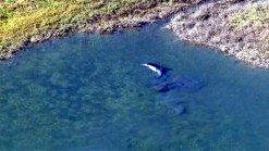 Two Dolphins Wander Into Wetlands