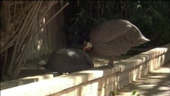 Third Cal Student Charged With Killing Exotic Bird