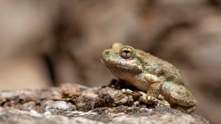 Neighbor Call Cops Over Frog Mating Calls