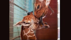 SF Zoo Introduces Baby Giraffe 