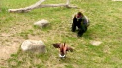 Caught on Video: Goose vs. Gorilla