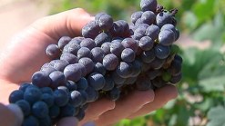 Studying Wine on the Vine