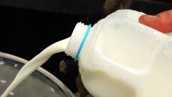 Organic Milk in Short Supply: Report