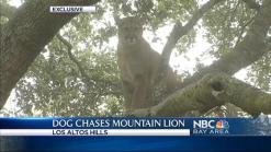 EXCLUSIVE: Dog Chases Mt. Lion Up a Tree