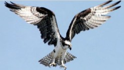 Rare Bird's Nest Disturbed by Port Workers