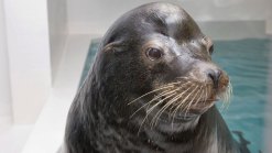 Killing Sea Lions to Save Salmon