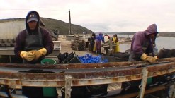 Oyster Prices Bound To Spike