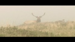Pt Reyes Animals Return