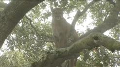 Raw Video: Mountain Lion Chased Up Tree
