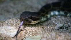 Rattlesnake Ambushes Walmart Shopper