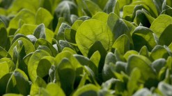 Future of Farming