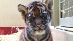 SF Zoo's New Tiger Cub Named After Literary Agent