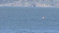 A Whale Breaches