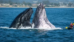 2 Whales vs. 1 Kayaker