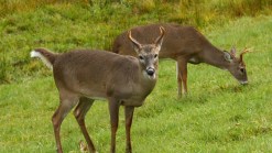 Peninsula Deer Hunt Set for December