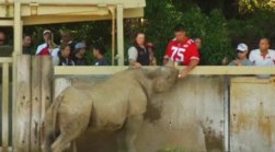 SF Zoo Names Rhino After 49ers Player