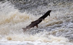 Restored Salmon Population Shows Genetic Red Flags