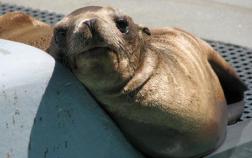 Another Sea Lion Greets Bay Area Streets
