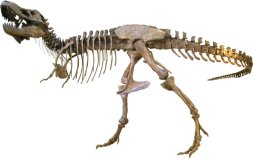 T. Rex More Like Hyena Than Rampaging Hunter