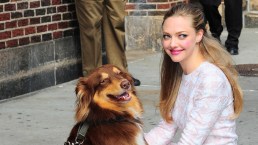Celebrities and Their Rescue Dogs