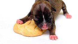 World's Smallest Dog Born in NorCal