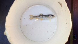 Summer Salmon Rescuers Team Up