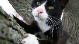 Cat Power: Outlaw the Declaw