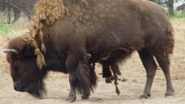 Beloved Bison Endangered by Economy