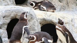 It's Brokeback Mountain at SF Zoo