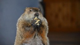 Punxsutawney Phil 'Indicted,' But Chuckles Was Right