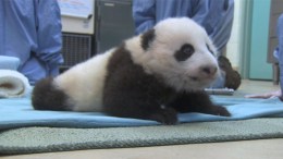 WATCH: Baby Panda Takes First Steps