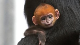 SF Zoo's 'Rally Monkey' Brings Giants Good Luck