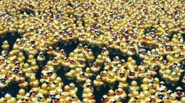 15,000 Ducks Ready to "Race"
