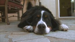 Pet Owners to FDA: Follow Law, Post Dog Treat Warnings