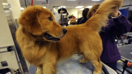 Pet Groomers to Face New Hurdles if Bill Passes