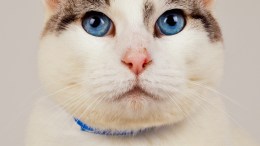 Luncheon to Benefit Sick Animals in SF