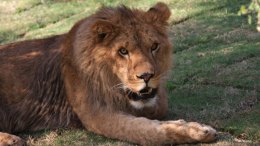 Father: Lion Attack Victim Had "Her Dream Job" at Sanctuary