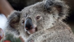 Koalafornia in California
