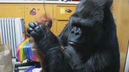Koko the Gorilla Still Seeking a Family