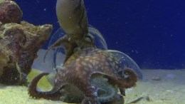 Rare Octopus on Display at SF Museum