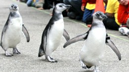 San Francisco Zoo's Cutest Critters