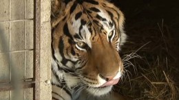 Vets to Perform Hip Surgery on Tiger