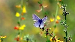 Prego Butterflies Going Free