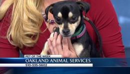 Bay Area Proud Pets: Baloo