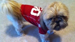 Pets Decked Out in 49er Gear