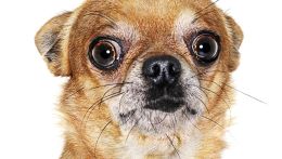 Yo Quiero Taco Bell: Show Me the $$$