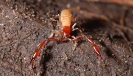 Scorpion-Spider Predator Discovered in Yosemite