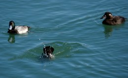 Busan Spill May Have Wiped Out Certain Ducks