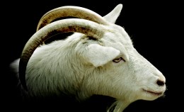 Super Goats to Fight Third-World Diseases